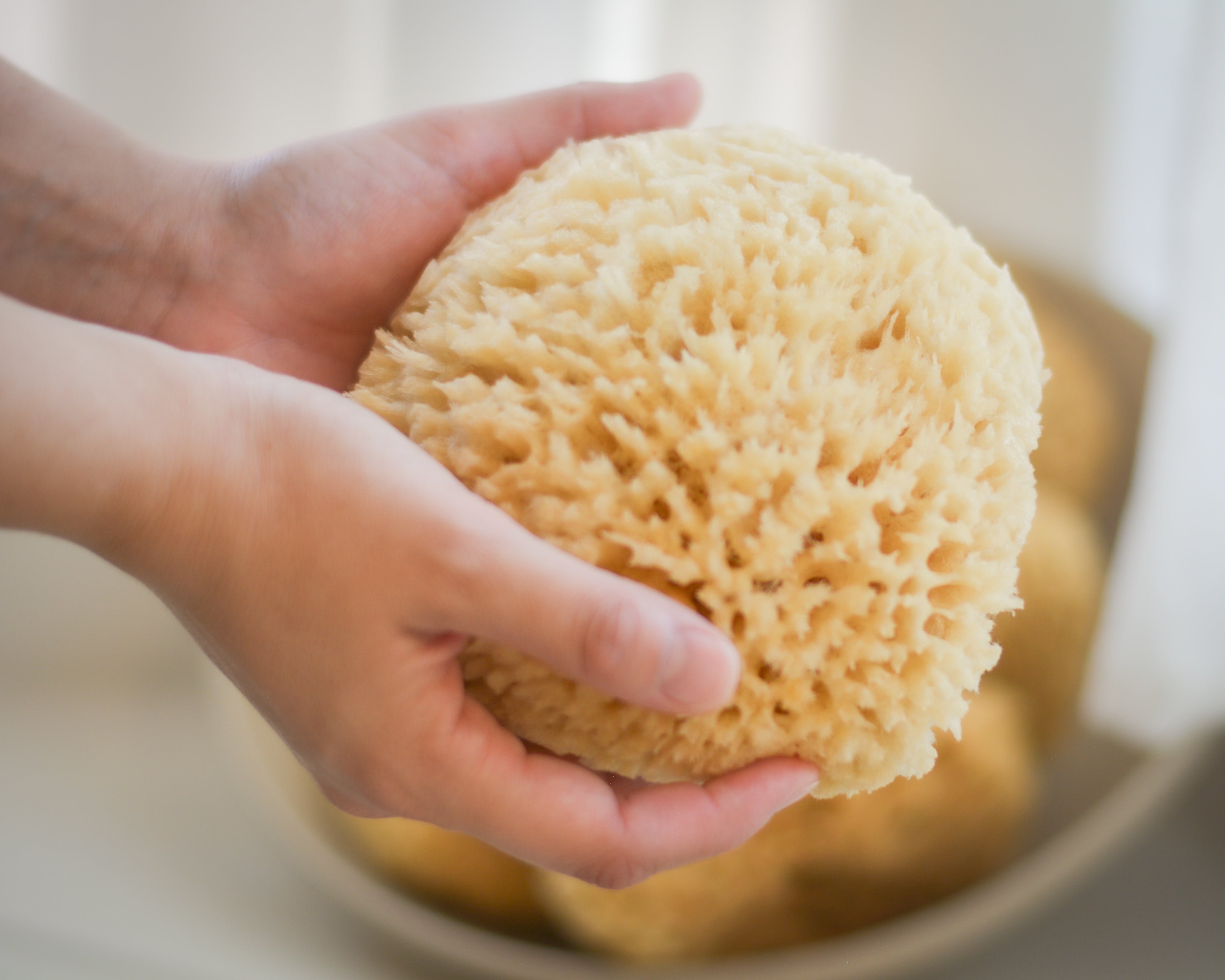 Natural Sea Sponges