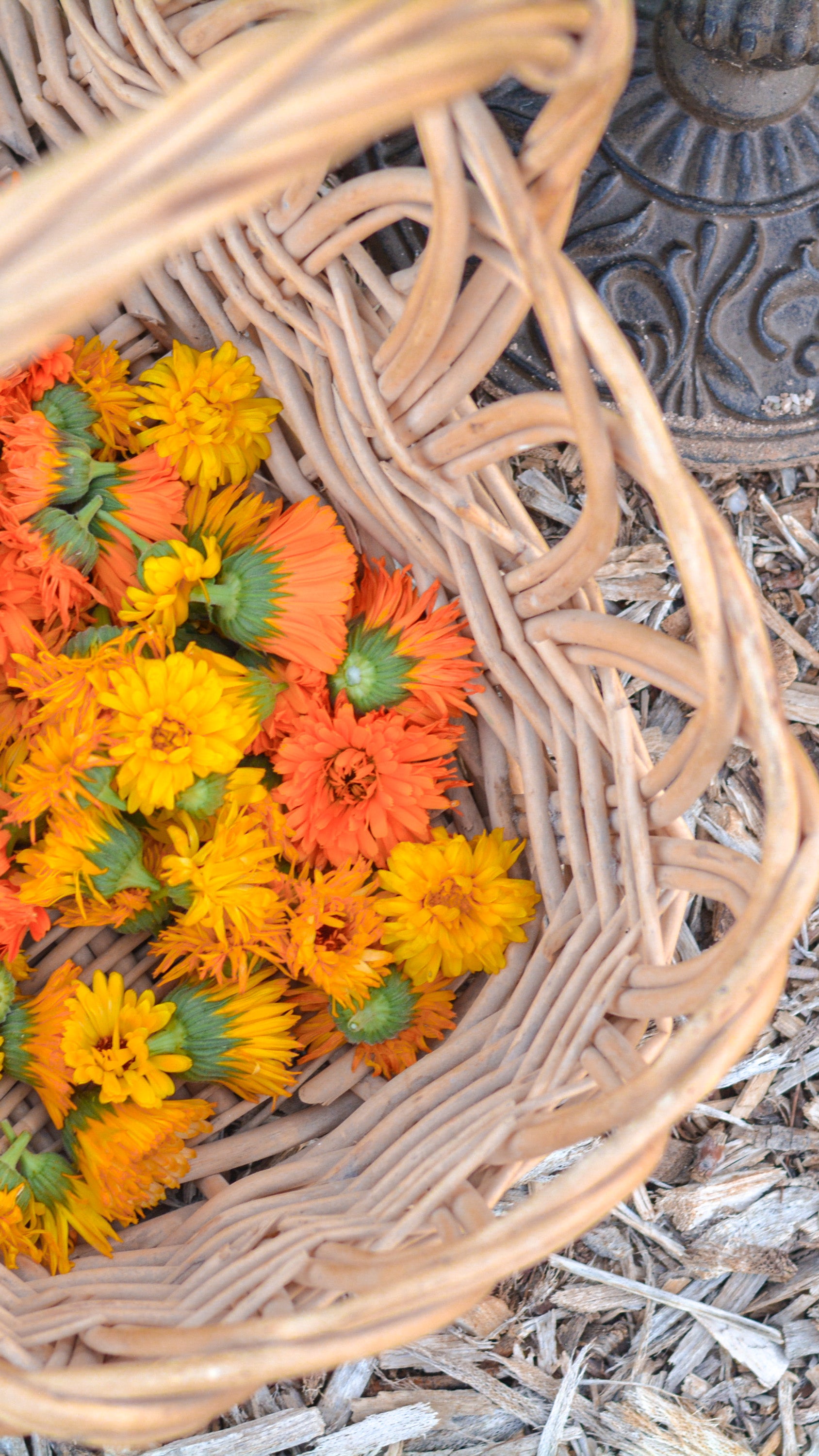Calendula Salve