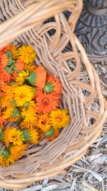 Calendula Salve